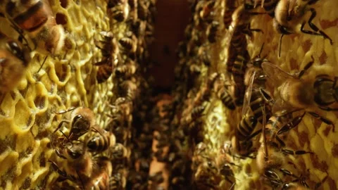 Inside the Beehive with working honey bees, honeycomb, wax cells with honey and Video stock 161673302