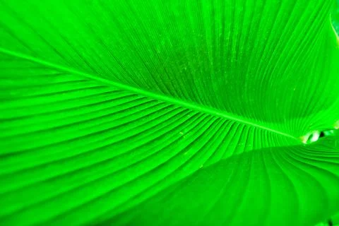 Inside of a big and green leaf with lines Stock Photos