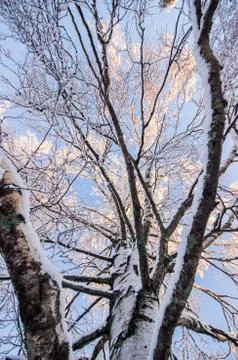 Inside a Birch Tree in Winter Stock-Fotos