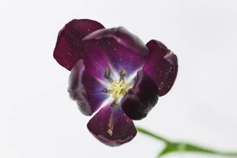 Inside a black tulips Stock Photos