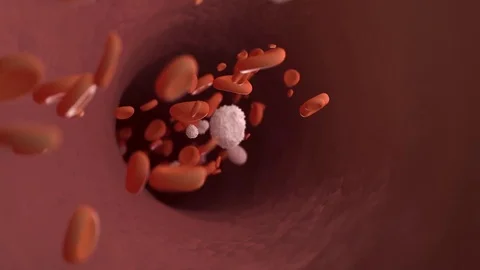 Inside a Blood Vessel looping animation Free Stock Footage 82071101