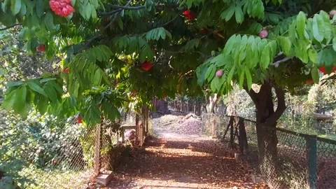 Inside  the botanical garden Stock Footage 172529983