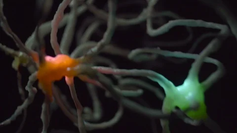 Inside brain cells neurons real footage Stock Footage 104189251