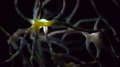 Inside The Brain Real Neurons Receptor Stock Footage 104189347