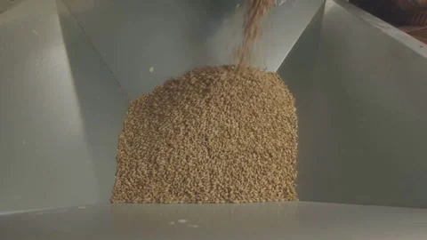 Inside the Brewery Fresh Malt Barley Filling the Tank Stock Footage 321663858