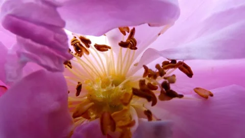 Inside the Bulgarian damask rose Stock Footage 141464403