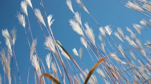Inside bulrush under very clear blue sky Stock Footage 112075359