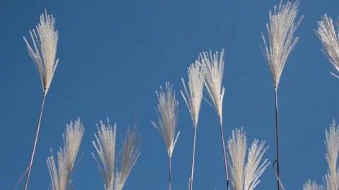 Inside bulrush under very clear blue sky, birdsing Stock Footage 112075508