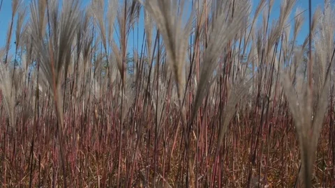 Inside bulrush under very clear blue sky Stock Footage 112075653