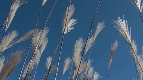 Inside bulrush under very clear blue sky Stock Footage 112075725