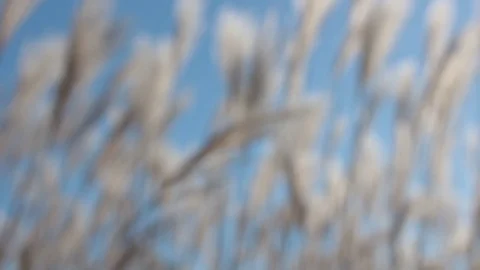 Inside bulrush under very clear blue sky Stock Footage 112075737