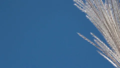 Inside bulrush under very clear blue sky Stock Footage 112075970