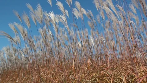 Inside bulrush under very clear blue sky Stock Footage 112076113