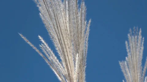 Inside bulrush under very clear blue sky Stock Footage 112076129
