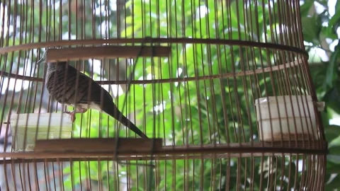 Inside the cage is a Javanese Perkutut or Geopelia striata Stock Footage 297618326