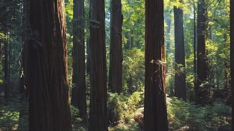 Inside California Redwood Forest 01 Stock Footage