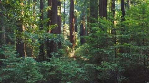 Inside California Redwood Forest 06 Stock Footage