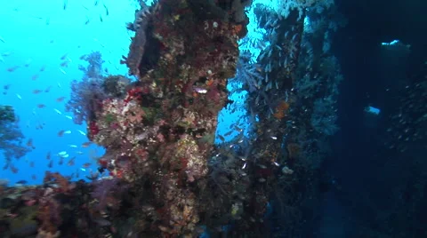 Inside the Carnatic shipwreck, inside looking out, Red Sea, Egypt Stock-Footage 57920146