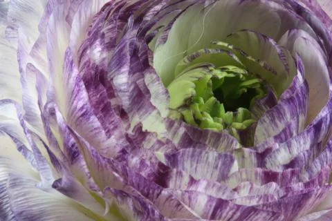 Inside the carnation. Stock Photos