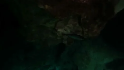 Inside a Cenote at Tulum, Riviera Maya Stock Footage 229738065