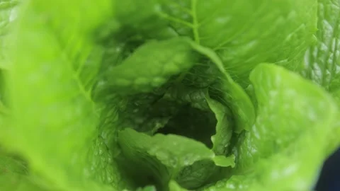 Inside close up fresh leafy lettuce in garden Video stock 157080855