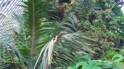 Inside Cloudforest, Gardens by the Bay, Singapore,  Stock Footage 130707063