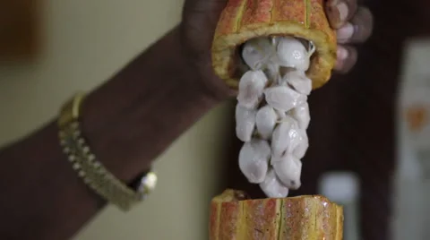 Inside Cocoa Bean Stock Footage 999320