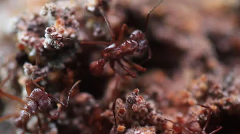 Inside Colony Leaf Cutter Ants 库存影片 22662852