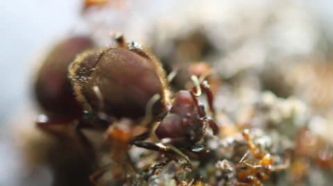 Inside Colony Leaf Cutter Ants Queen Stock Footage