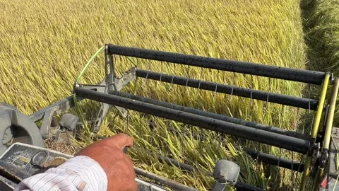 From inside the combine cabin the front harvesting mechanism moves through rice Stock Footage 334854372