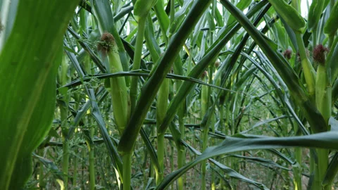 Inside a corn field 4K 動画素材 204150677