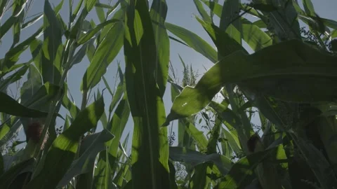Inside the Cornfield Stock Footage 142813708