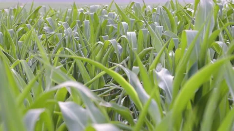 Inside a cornfield Stock Footage 168497562