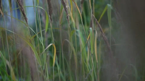 Inside couch grass Stock Footage 58602707
