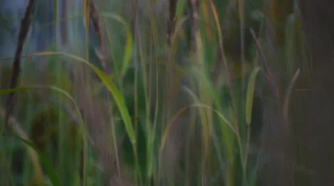 Inside couch grass Stock Footage 58602725