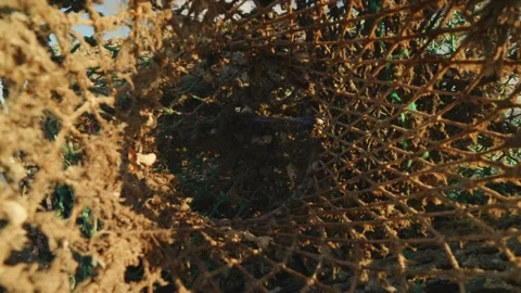 Inside crab lobster net pull out camera motion close up stock footage Vídeo Stock 322216568
