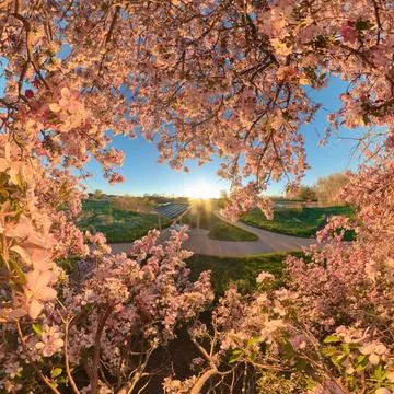 Inside crabapple tree Stock Photos