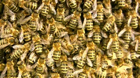 Inside crowded beehive Video stock 10804865