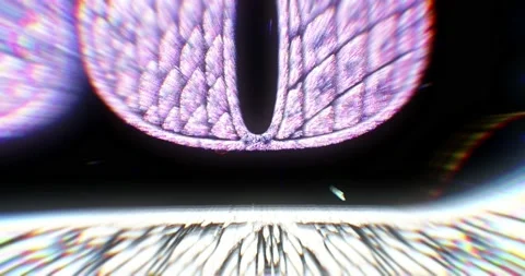 Inside Cryptocurrencies. Digital Dollar Bills Background. Stock Footage 155513736