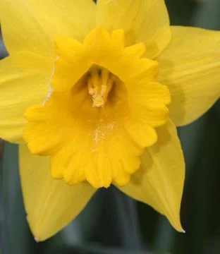 The inside of a Daffadil flower. Stock Photos