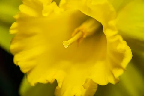 Inside a daffodill Stock-Fotos