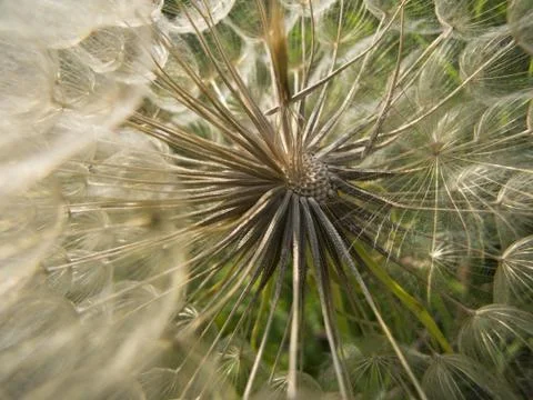 Inside A Dandelion Stock Photos