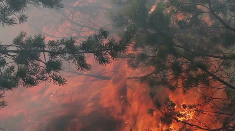 Inside dark and smoky environment of forest fire. Vídeos de archivo 60417490