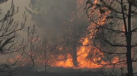 Inside the dark forest fire Vídeos de archivo 52445188