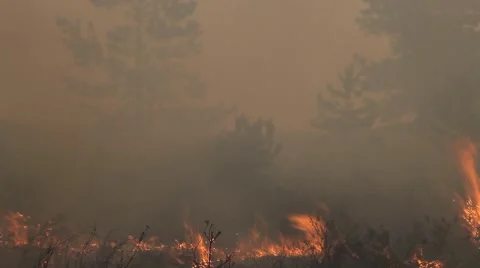 Inside the dark  forest fire Stock Footage 58156341