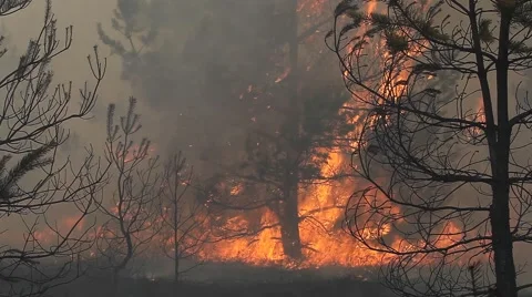 Inside the dark forest fire Vídeos de archivo 58156370