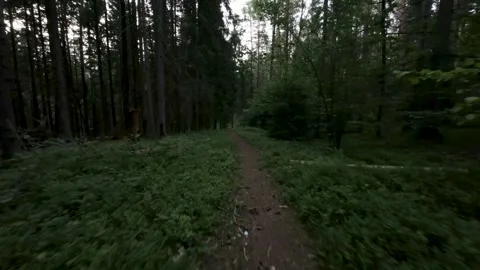 Inside dark woods 库存影片 245674906