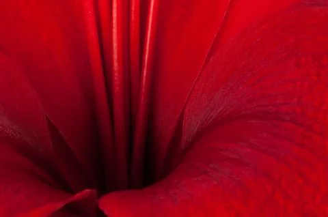 Inside a day lily Stock Photos