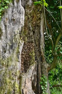The inside of a dead tree trunk Stock Photos
