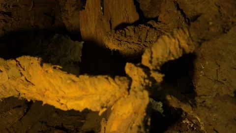Inside a decaying log. Stock Footage 310173575